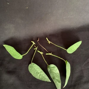 Cebu Blue Pothos Cuttings - Live Plant - Trailing Indoor Houseplant - Image 5