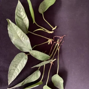 Cebu Blue Pothos Cuttings - Live Plant - Trailing Indoor Houseplant - Image 6