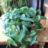 Cebu Blue Pothos Cuttings - Live Plant - Trailing Indoor Houseplant - Image 1