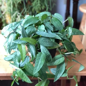 Cebu Blue Pothos Cuttings - Live Plant - Trailing Indoor Houseplant - Image 1