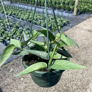 Cebu Blue Pothos Live Plant - Epipremnum pinnatum 'Cebu Blue' - 4 inch Pot - Easy Care Indoor Trailing Plant - Image 2