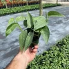Cebu Blue Pothos Live Plant - Epipremnum pinnatum 'Cebu Blue' - 4 inch Pot - Easy Care Indoor Trailing Plant - Image 1