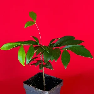 Cedar Bay Cherry Live Plant - Eugenia Reinwardtiana Red Fruit Tree, USDA Zone 9 - Image 2