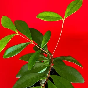 Cedar Bay Cherry Live Plant - Eugenia Reinwardtiana Red Fruit Tree, USDA Zone 9 - Image 3