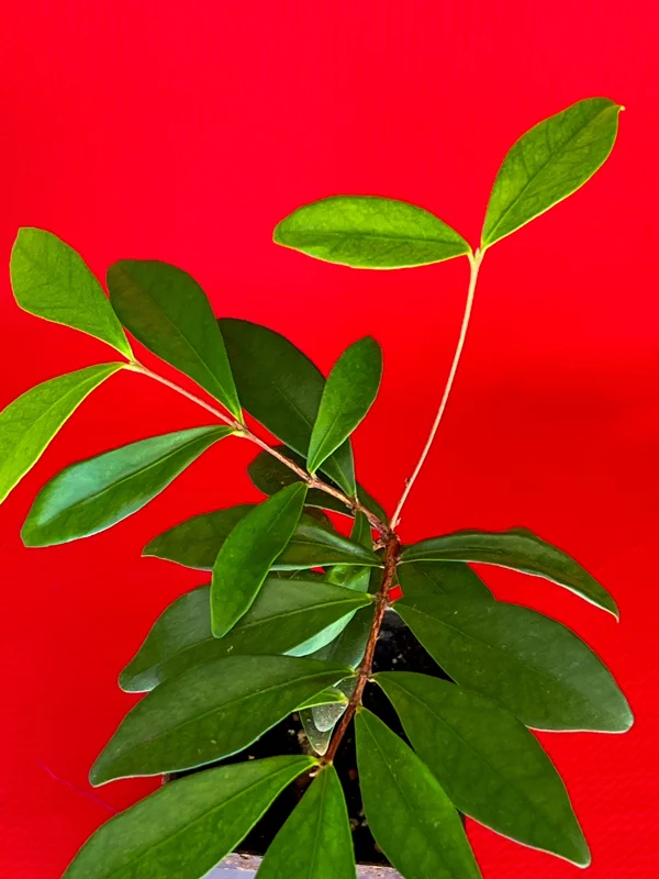Cedar Bay Cherry Live Plant - Eugenia Reinwardtiana Red Fruit Tree, USDA Zone 9 - Image 3