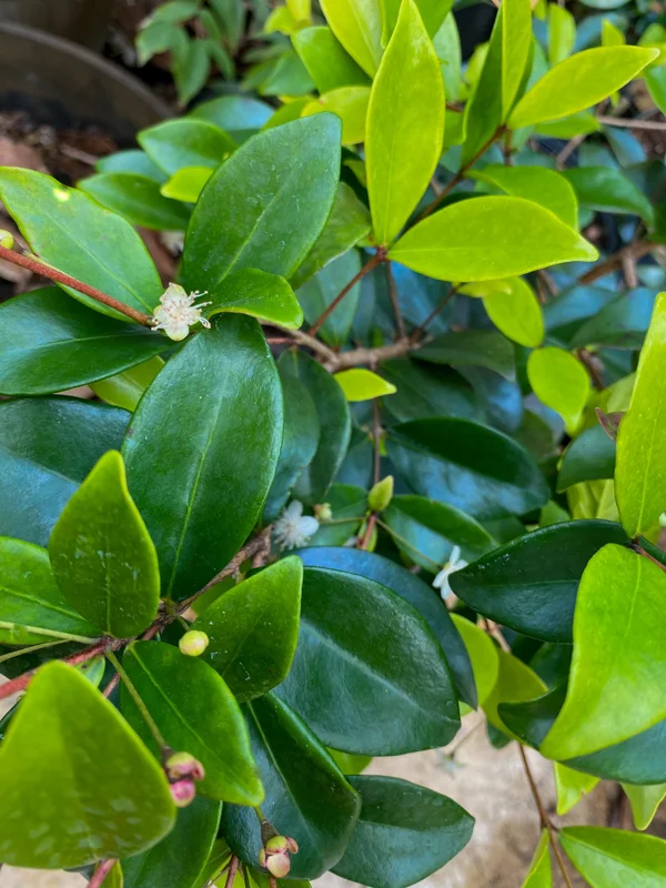 Cedar Bay Cherry Live Plant - Eugenia Reinwardtiana Red Fruit Tree, USDA Zone 9 - Image 4