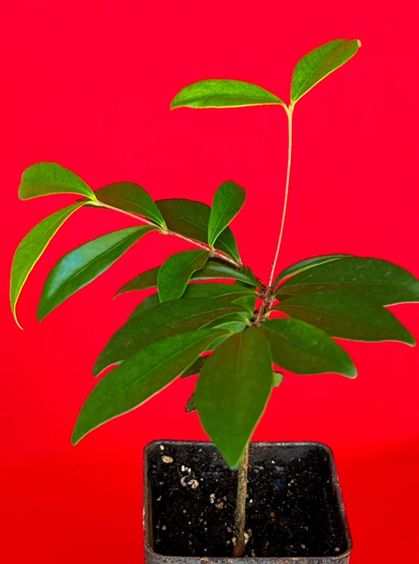 Cedar Bay Cherry Live Plant - Eugenia Reinwardtiana Red Fruit Tree, USDA Zone 9 - Image 5