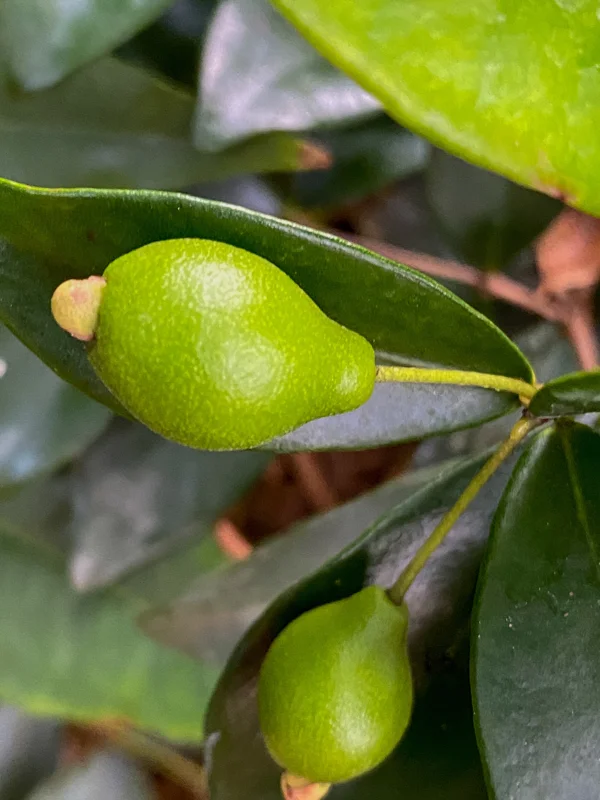 Cedar Bay Cherry Live Plant - Eugenia Reinwardtiana Red Fruit Tree, USDA Zone 9 - Image 6