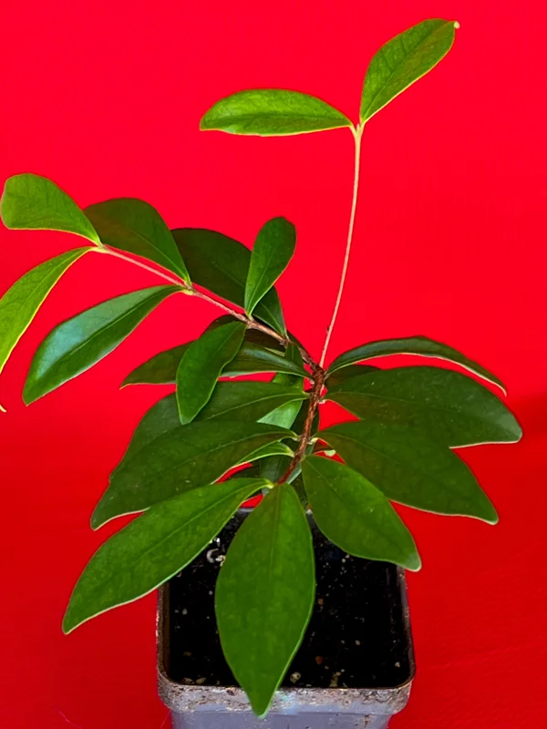 Cedar Bay Cherry Live Plant - Eugenia Reinwardtiana Red Fruit Tree, USDA Zone 9 - Image 7