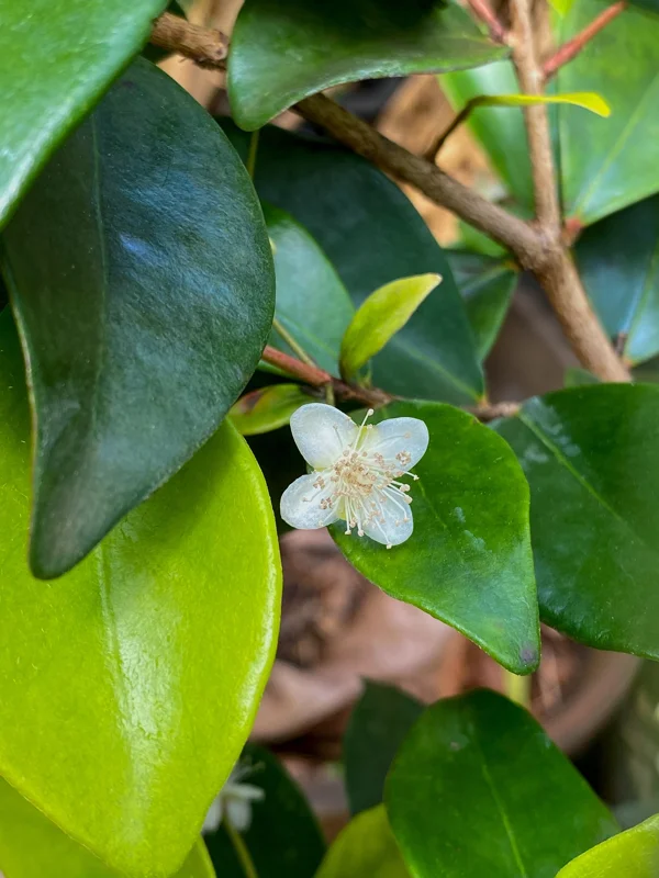 Cedar Bay Cherry Live Plant - Eugenia Reinwardtiana Red Fruit Tree, USDA Zone 9 - Image 8
