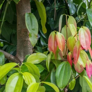 Ceylon Cinnamon Live Plant - Cinnamomum zeylanicum Starter Tree, 4-7 inch, Potted - Image 3