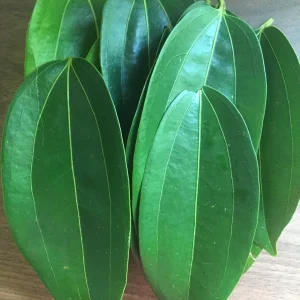 Ceylon Cinnamon Live Plant - Cinnamomum zeylanicum Starter Tree, 4-7 inch, Potted - Image 4