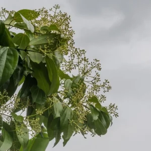 Ceylon Cinnamon Live Plant - Cinnamomum zeylanicum Starter Tree, 4-7 inch, Potted - Image 5