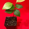 Ceylon Cinnamon Live Plant - Cinnamomum zeylanicum Starter Tree, 4-7 inch, Potted - Image 1