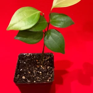 Ceylon Cinnamon Live Plant - Cinnamomum zeylanicum Starter Tree, 4-7 inch, Potted - Image 1