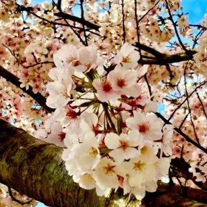 Cherry Blossom Live Tree Plant, 8-12