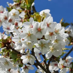 Cherry Blossom Live Tree Plant, 8-12