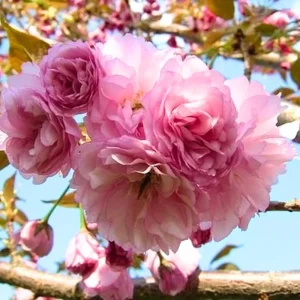 Cherry Blossom Live Tree Plant, 8-12