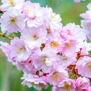Cherry Blossom Live Tree Plant - Pink to White Flowers, 2.5 Inch Pot, Perennial - Image 2
