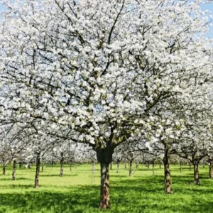 Cherry Blossom Tree Live Plant 6-12