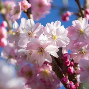 Cherry Blossom Tree Live Plant – Double Pink Ornamental – 8-12