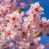 Cherry Blossom Tree Live Plant – Double Pink Ornamental – 8-12" Tall in Pot – Outdoor Planting - Image 1