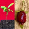 Cherry of the Rio Grande Live Plant – Tropical Fruit Tree – 2-4" Tall Starter in 2.5" Pot - Image 1