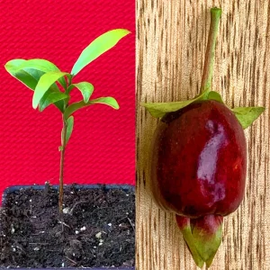 Cherry of the Rio Grande Live Plant – Tropical Fruit Tree – 2-4