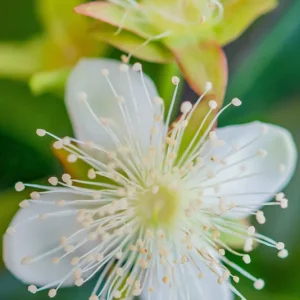 Cherry of the Rio Grande Live Plant – Tropical Fruit Tree – 2-4