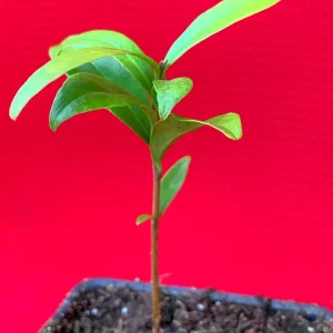 Cherry of the Rio Grande Live Plant – Tropical Fruit Tree – 2-4