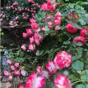 Cherry Parfait Grandiflora Rose Live Plant - Bicolor Red & White, Fragrant, 5-9