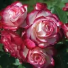 Cherry Parfait Grandiflora Rose Live Plant - Bicolor Red & White, Fragrant, 5-9" Tall - Image 1