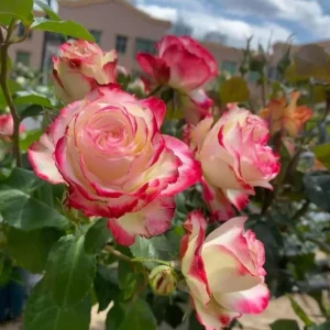 Cherry Parfait Grandiflora Rose Plant - Live Bicolor Bush - 5-9