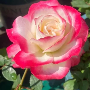 Cherry Parfait Grandiflora Rose Plant - Live Bicolor Bush - 5-9