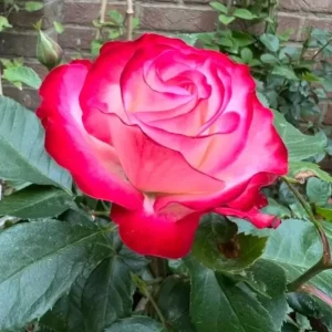 Cherry Parfait Grandiflora Rose Plant - Live Bicolor Bush - 5-9