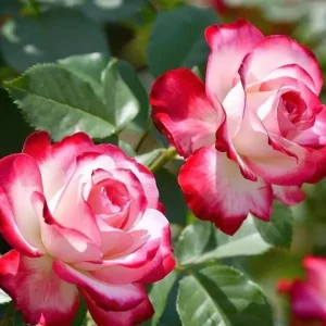 Cherry Parfait Grandiflora Rose Plant - Live Bicolor Bush - 5-9