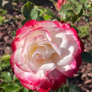 Cherry Parfait Grandiflora Rose Plant - Live Bicolor Bush - 5-9