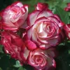 Cherry Parfait Grandiflora Rose Plant - Live Bicolor Bush - 5-9" Tall - Image 1