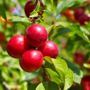 Cherry Plum Tree Live Plant 2-3 Feet Tall - Hardy Fruit Tree for Planting - Image 2