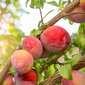 Cherry Plum Tree Live Plant 2-3 Feet Tall - Hardy Fruit Tree for Planting - Image 5