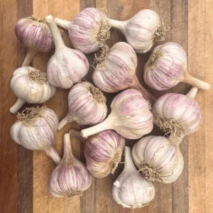 Chesnok Red Garlic Bulbs for Planting - 8 Count Hardneck Garlic Tubers - Image 3