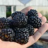 Chester Thornless Blackberry Plant Live Bush 3.25" Pot Outdoor Planting - Image 1