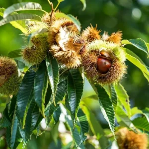 Chestnut Tree Bare Roots - 2 Live Dormant Hardy Nut Trees, 2-3 ft Tall, Outdoor - Image 7