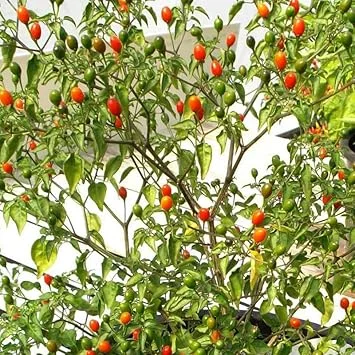 Chiltepin Pepper Plants - Live Seedlings, Set of 2, 4-8 Inch Tall, Outdoor Hot Pepper - Image 4