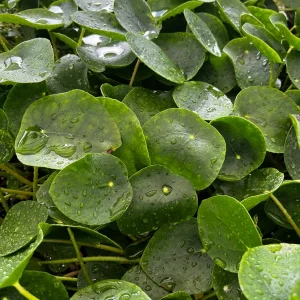 Chinese Money Plant Pilea Peperomioides Live Houseplant 4 inch Pot Indoor - Image 2