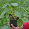 Chinese Money Plant Pilea Peperomioides Live Houseplant 4 inch Pot Indoor - Image 1