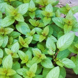 Chocolate Mint Live Plant - 3 Herb Plants, 4-6 Inches Tall, Fragrant Perennial - Image 2