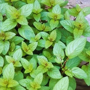 Chocolate Mint Live Plant - 3 Herb Plants, 4-6 Inches Tall, Fragrant Perennial - Image 7