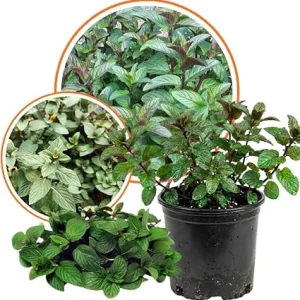 Chocolate Mint Live Plant - Sweet Fragrant Herb in 3.5'' Pot - Indoor/Outdoor - Image 3