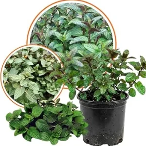 Chocolate Mint Live Plant - Sweet Fragrant Herb in 3.5'' Pot - Indoor/Outdoor - Image 4